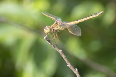 Light Brown Dragon