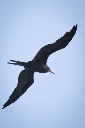 Magnificent Frigate Bird
