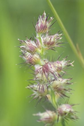 Mystery Flower