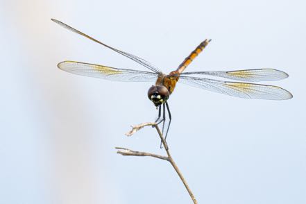 Orange Brown Dragon