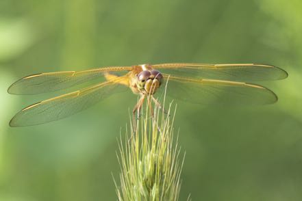 Orange Dragon