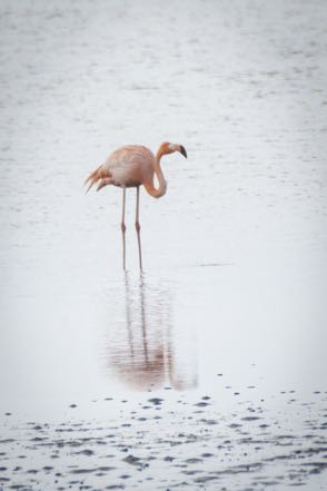 Pinky