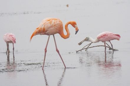 Pretty in Pink