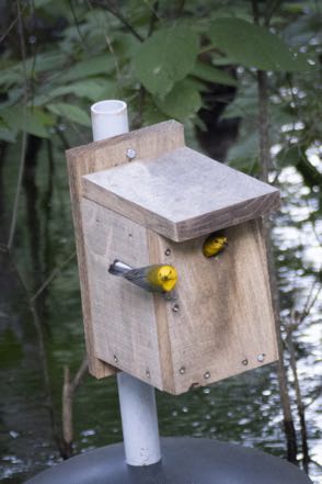 Prothonotary Warbler III