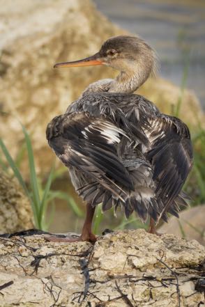 Red-Breasted Merganser