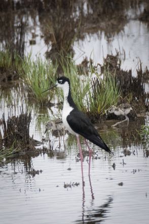 Stilt and Baby II