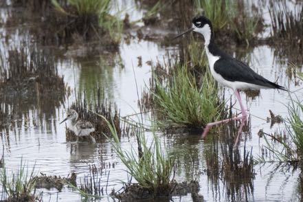 Stilt and Baby