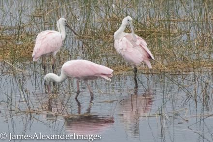 Three Spoonbills