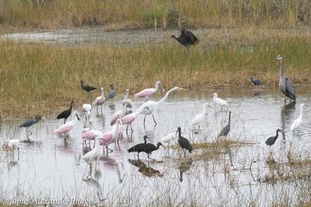 Bird Harmony