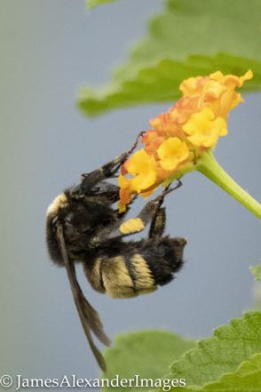 Bumble Bee
