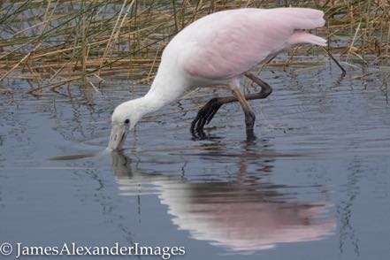 Feeding Spoonbill