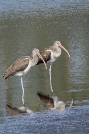 Pair of Immature Ibis