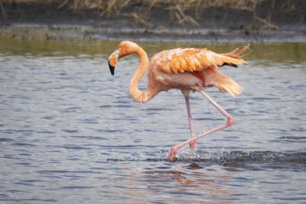 Pinky 30