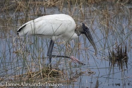 Walking Wood Stork 2
