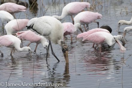 Wood Stork and Spoonies
