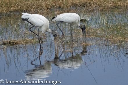 Wood Stork Pair