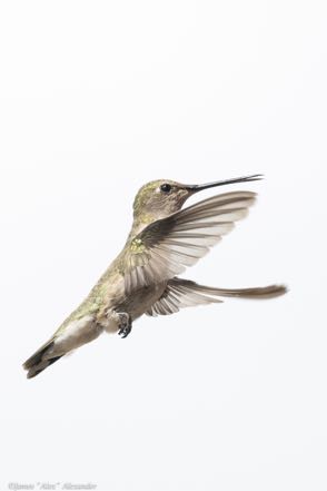 Anna's Hummingbird II