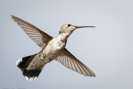 Another Black-Chinned