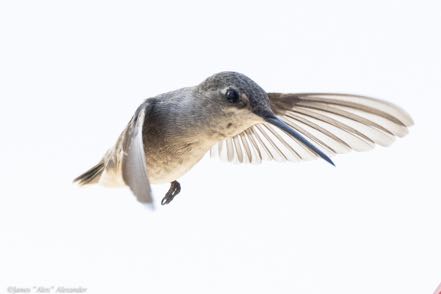 Black-Chinned III