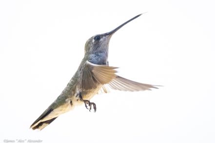 Black-Chinned IV