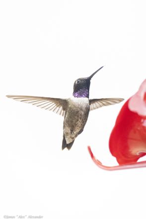 Black-Chinned Male