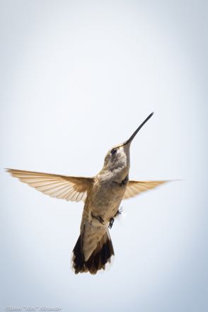 Black-Chinned V