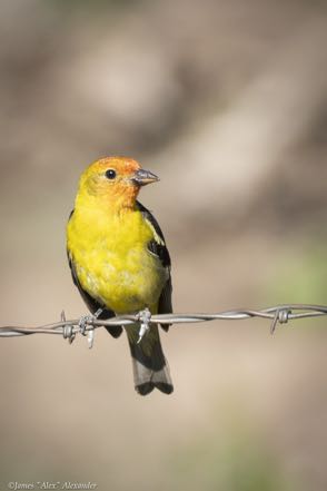 Western Tanager