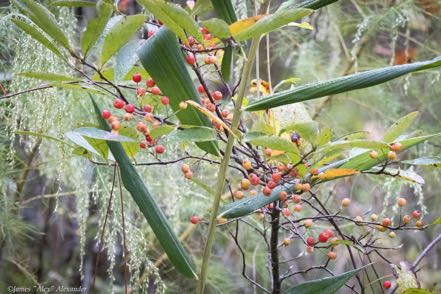 Chokeberry
