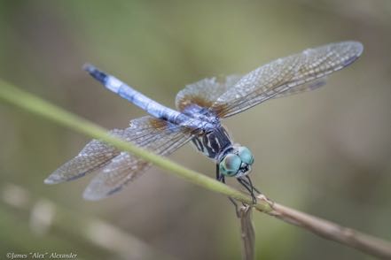 Male Blue Dasher Dragonfly