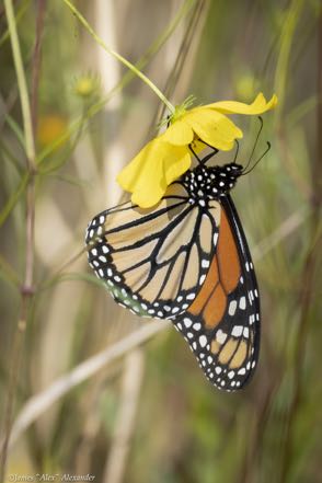 Monarch on Chesser Boardwalk