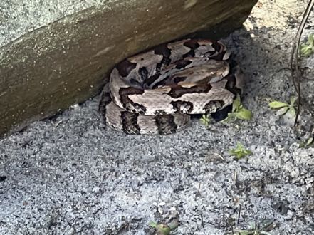 Timber Rattlesnake