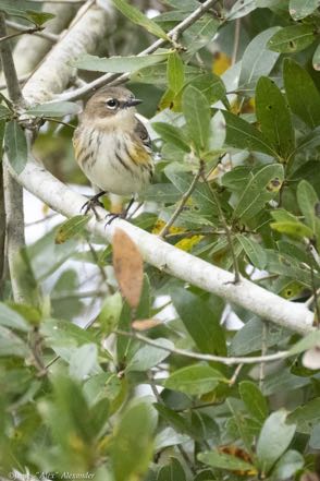 Yellow-Rumped Warbler