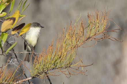 Eastern Phoebe
