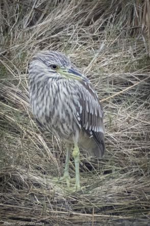 Black-Crowned Night Heron