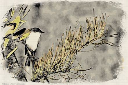 Dramatic Eastern Phoebe