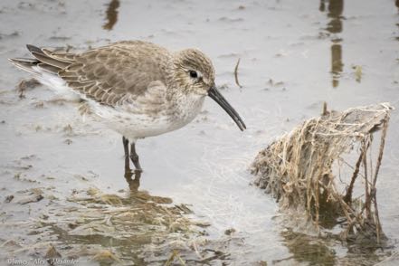 Dunlin