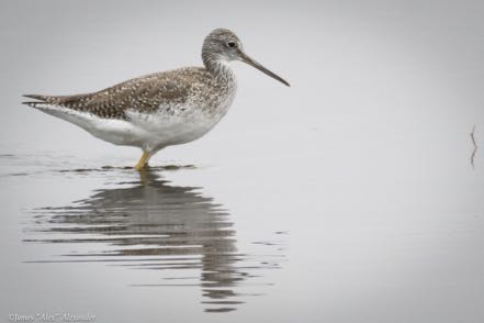 Greater Yellowlegs