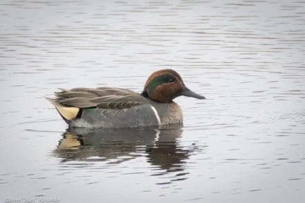 Green-Winged Teal