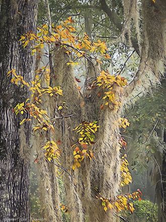 Painted Spanish Moss