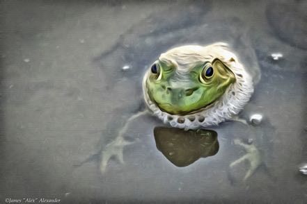 Painted Frog