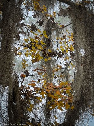 Spanish Moss Frame