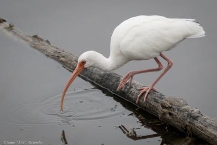 White Ibis