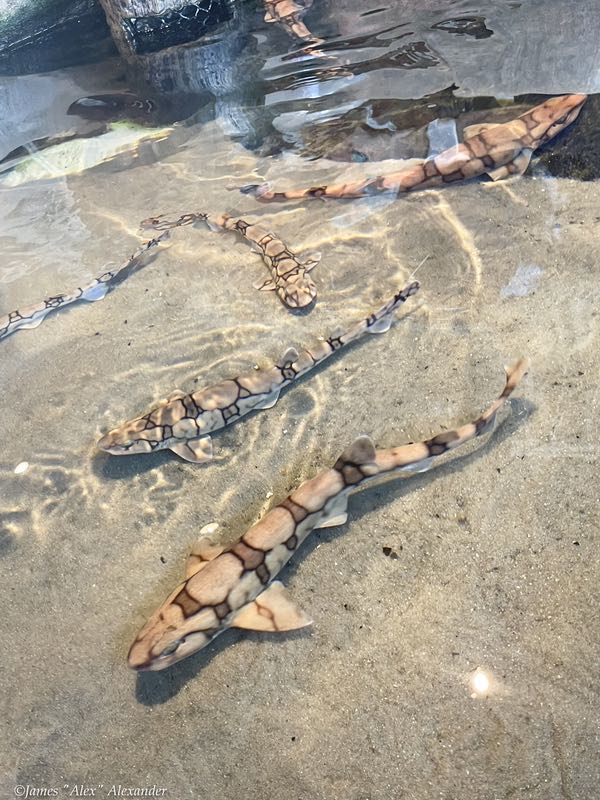 Chain Dogfish