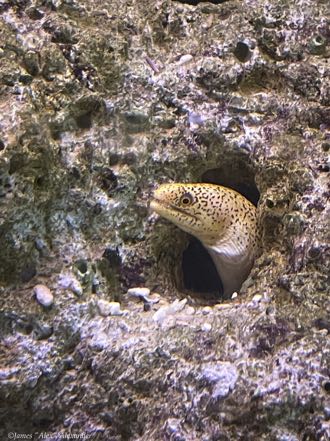 Goldentail Moray Eel