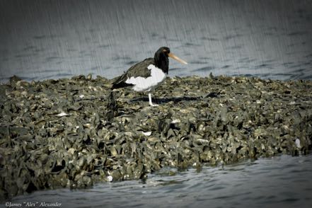 Rainy Daze American Oystercatcher
