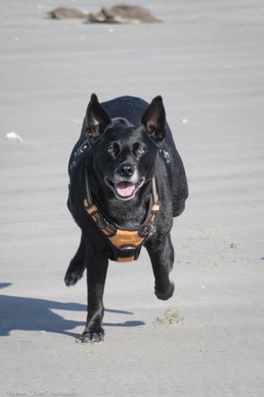 Running Jack