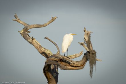 Great Egret in Snarls