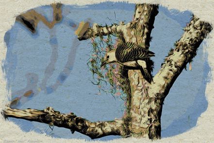 Moku Hanga Red-Bellied II