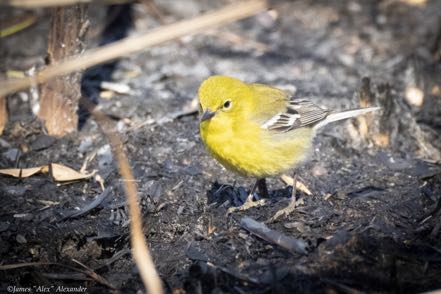 Pine Warbler