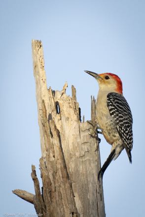 Red-Bellied Woodpecker